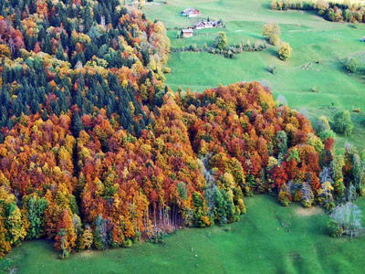 瑞士圣加伦州瑟尔河谷斜坡上的秋季森林