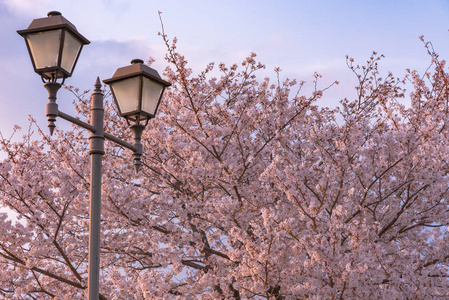 日本樱花的路灯。樱花将在三月下旬在东京开始盛开，许多来日本的游客选择在樱花季节旅行。