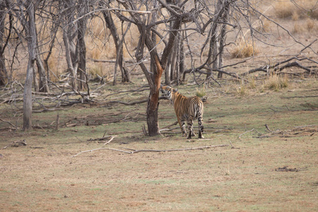 印度老虎在班达夫加赫国家公园