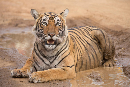 印度老虎躺在班达夫加赫国家公园