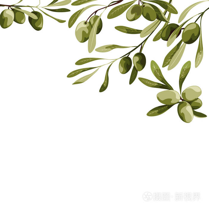 插画 向量背景与橄榄树装饰.素食主义者食物例证.eps