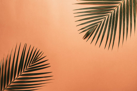 带有复制空间的彩色背景的热带棕榈叶