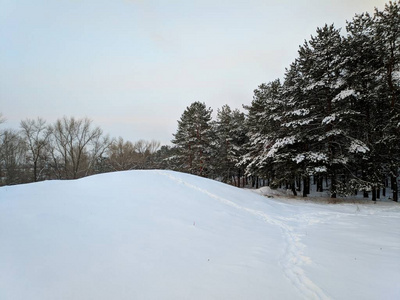 冬天森林的美丽景色松林里的树枝上有许多雪，冬天的日落