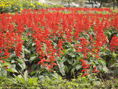 把花园里美丽的红花合拢