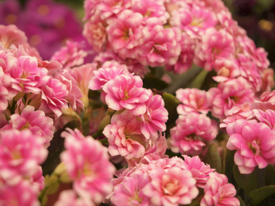 把花园里美丽的粉红色花收起来