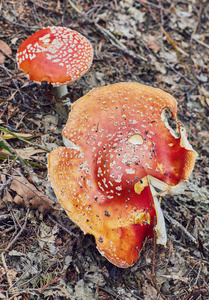番石榴毒蘑菇。 照片是在自然森林背景下拍摄的。