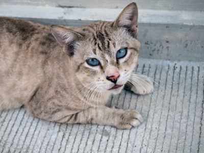 愤怒的猫不高兴的特写图片