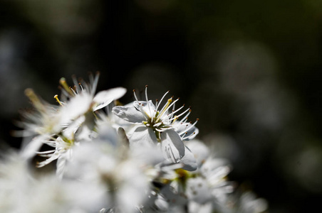 在自然背景下盛开白色美丽的梅花