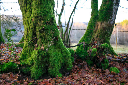 绿苔藓两棵树的根和底