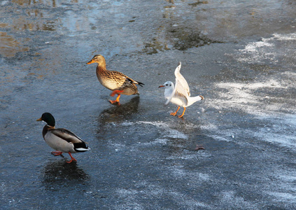 海鸥和一些野鸭在冰上过冬