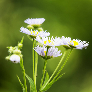 从侧面看到白色雏菊，方形图像