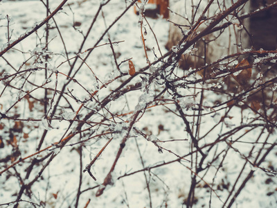 一棵树上的冰冻雪。城市街道上的雪。巴库里亚尼冬季的开始