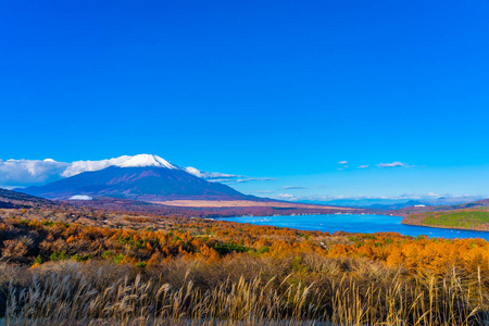 日本秋季稻子或山坂湖富士山的美丽景观