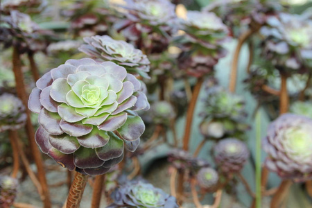 花园里多汁的植物