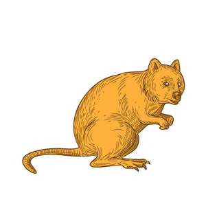 素描风格的插图一个Quokka，Setonix布拉丘鲁，一个小的大规模有袋动物，原产于西澳大利亚孤立的白色背景的颜色。