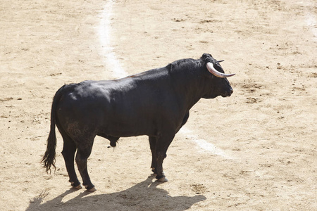在竞技场上斗牛。斗牛。托罗布拉沃。西班牙。水平
