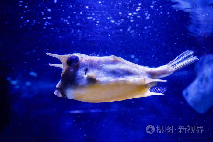 大乳鱼鱼