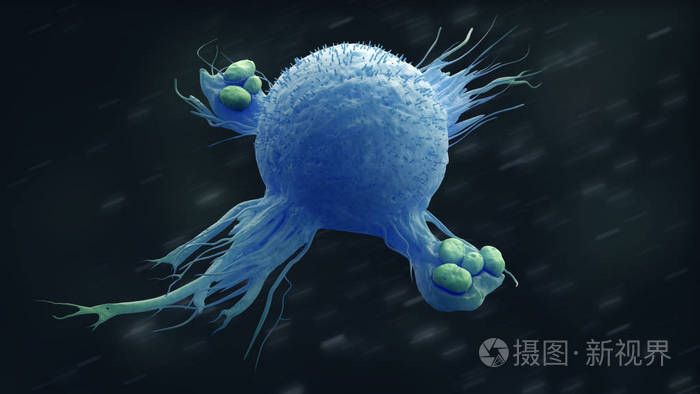 巨噬细胞吞噬细菌3d图