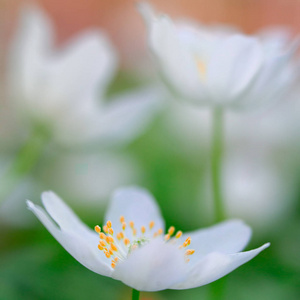 春野花木，海葵。 一种美丽的白色野花在柔和的焦点与浅D of。