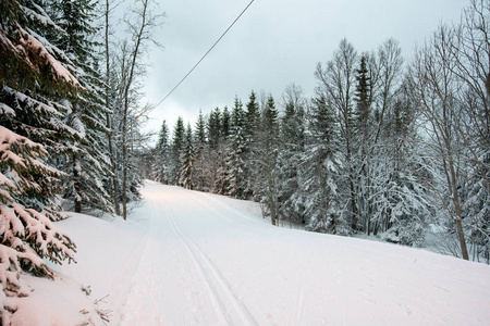 森林冬天在挪威, 白色雪与松树