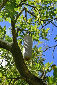 西班牙加那利群岛特内里费香肠树，又名基格丽亚非洲