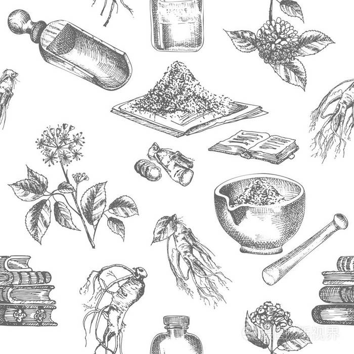图案逼真的植物水墨素描人参根花卉浆果瓶砂浆和杵分离在白色背景药材