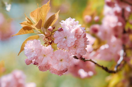 樱花盛开。樱花花。樱花。樱花日本春花。粉红色樱花花