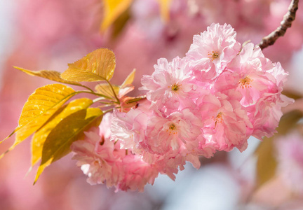 樱花盛开。樱花花。樱花。樱花日本春花。粉红色樱花花