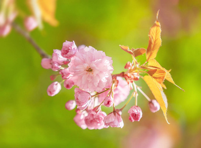 樱花盛开。樱花花。樱花。樱花日本春花。粉红色樱花花