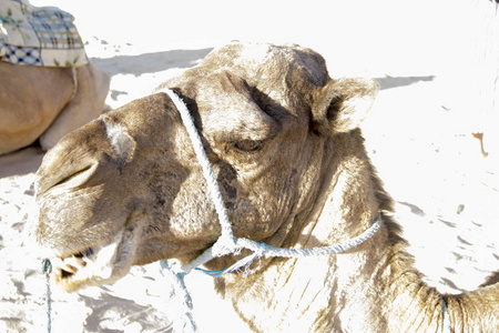 沙漠中的沙漠中的骆驼特写，突尼斯，北非
