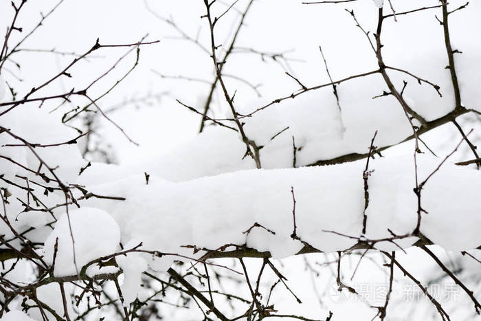 冬天花园里的树枝上覆盖着雪