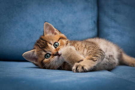 红发可爱的英国小猫很有趣，躺在蓝色沙发上看着相机