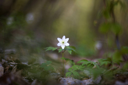 白葵花葵花。