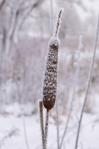 干燥的芦苇覆盖着雪。 冬季公园。 灌木丛和树木覆盖着厚厚的霜冻。