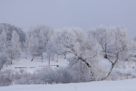 冬季公园。 灌木丛和树木覆盖着厚厚的霜冻。