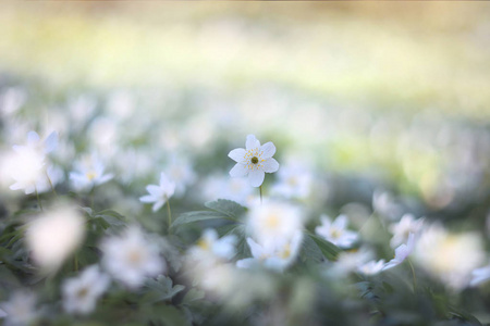 白葵花葵花。