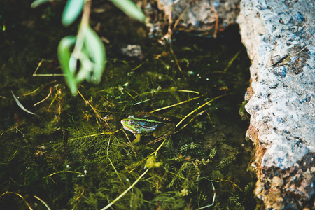 青蛙淡水动物藻类绿色生物图片