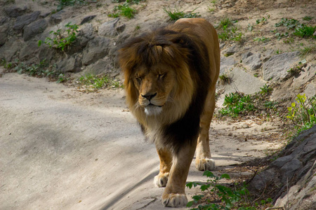狮子在夏天散步