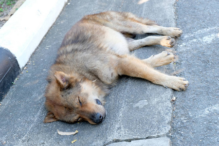 无家可归的被遗弃的狗在街上睡觉