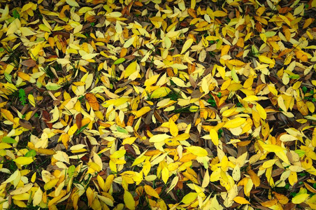 地上有黄色的叶子。 背景
