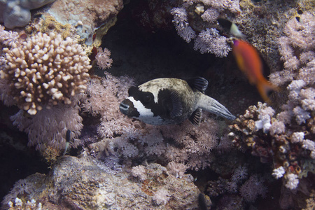 戴面具的河豚在埃及沙尔米谢赫附近的红海珊瑚礁上