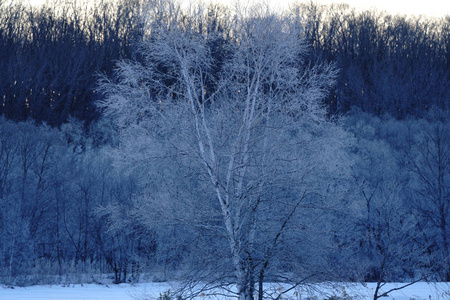 冬天覆盖着霜树