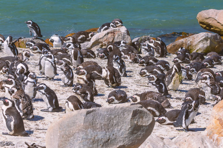 s bay, South Africa