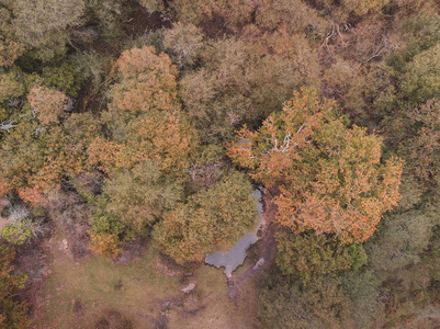 s eye view drone landscape image during Autumn Fall of vibrant f