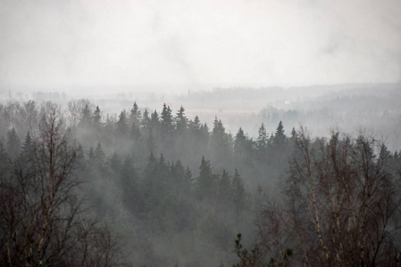 冬季雾蒙蒙的森林风景