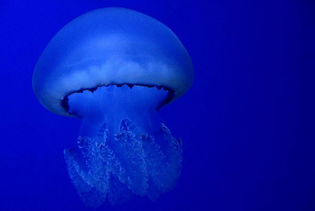 蓝色海水中游泳的大白水母