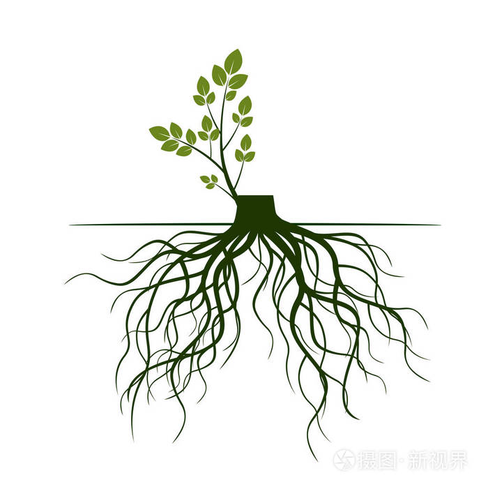树根和发芽肢体 植物的根 概要说明.