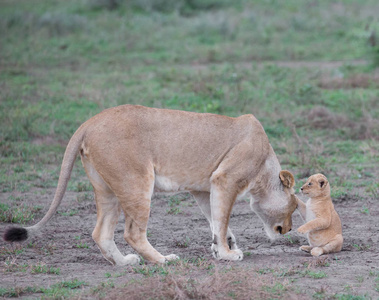 母狮和她在非洲的幼崽。 野生动物图片。
