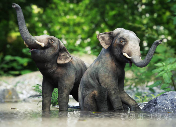 两只小象在水里玩 3d渲染照片-正版商用图片173tch-摄图新视界