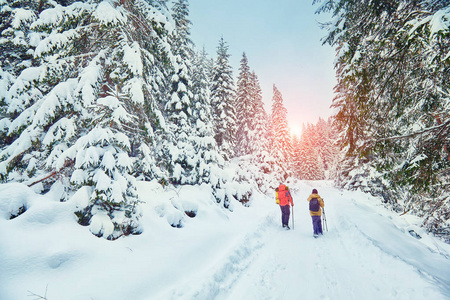 雪覆盖徒步旅行小径冬季森林图片